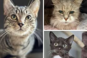 Some of the cats in need of a new home