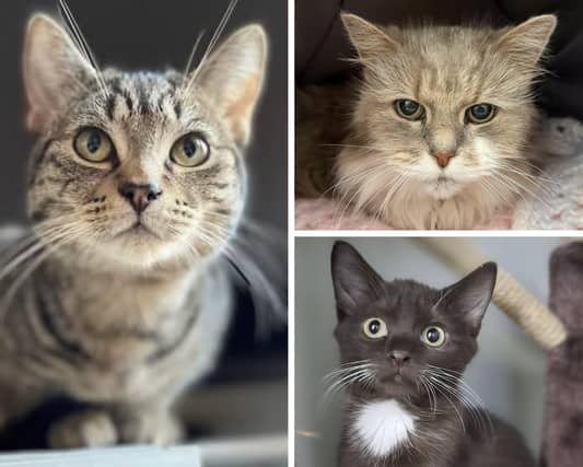 Some of the cats in need of a new home