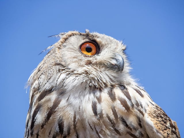 Families visited Delapre Abbey on Sunday August 17 to meet and learn about birds of prey.