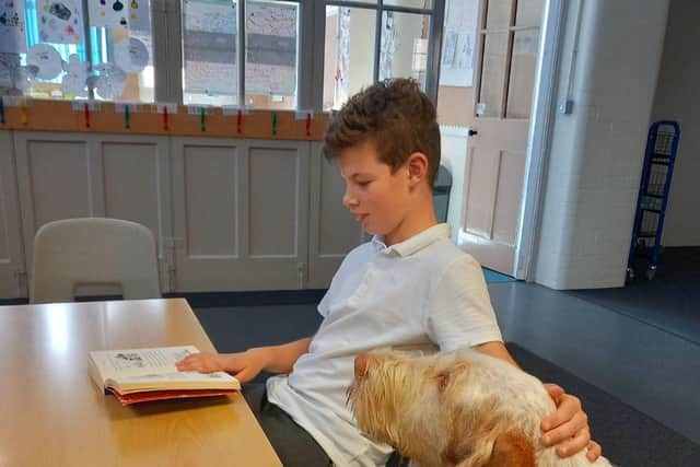 Animal Focused's therapy dog, Hero, was the inspiration for the dogs in school course.