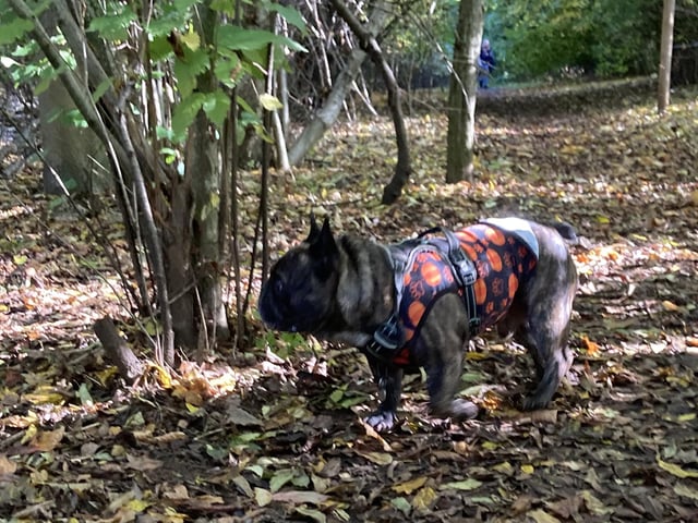 Around 50 French Bulldogs dressed up in Halloween outfits for a walk around Hunsbury Country Park over the weekend.