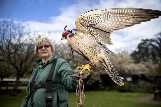 A short drive outside Northampton, in the gardens of Holdenby House, Icarus Falconry offers customers the chance to indulge in one of England's most ancient and revered pastimes. The site showcases several breeds of owl, hawks and the critically endangered hooded vulture