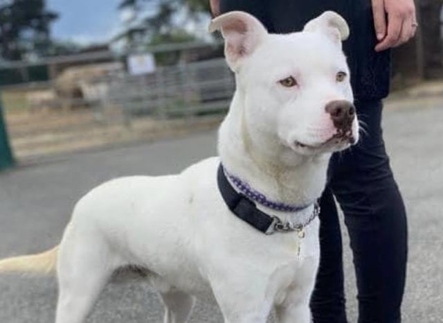Marty is a playful affectionate young man who would live an active home with older sensible children because he is so boisterous. He takes a while to get to know new people so a patient family willing to give him time to settle in is essential.