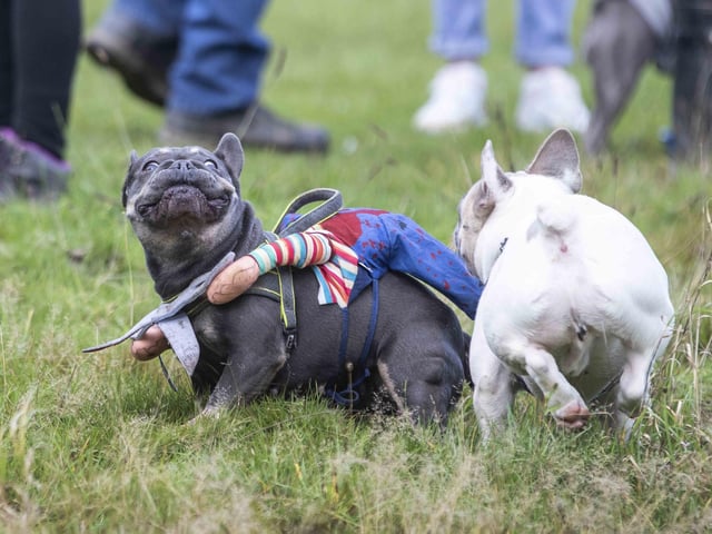 Around 60 French Bulldogs dressed up in spooky costumes for a special walk at Hunsbury Hill Country Park on Sunday (October 29).
