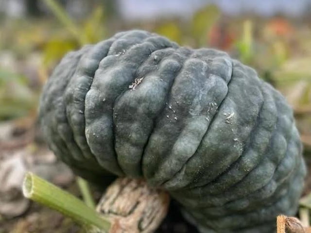 The Kislingbury pick your own pumpkin patch will open this weekend (Saturday October 7 and Sunday October 8).