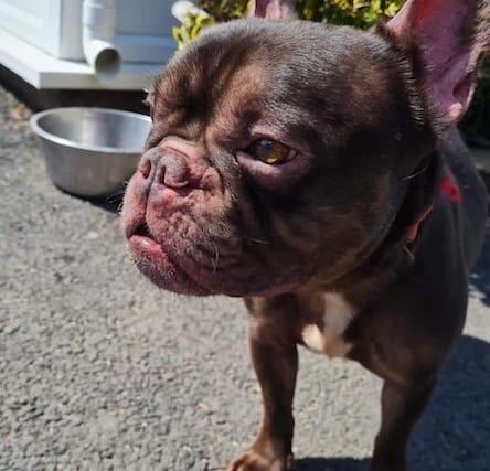Annie said: "Coco is a handsome five-year-old Frenchie lad. He joined us from the pound and has been neglected in his past. He needs to gain some weight and have his sore skin nursed back to health. He is a shy chap so a quiet patient home is vital for this worried boy."