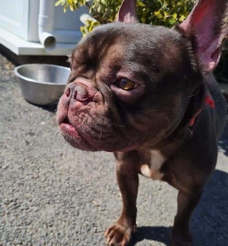 Annie said: "Coco is a handsome five-year-old Frenchie lad. He joined us from the pound and has been neglected in his past. He needs to gain some weight and have his sore skin nursed back to health. He is a shy chap so a quiet patient home is vital for this worried boy."