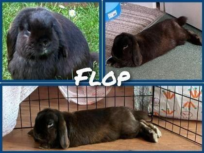 Flop