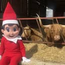 The family-run Colready Highlands Farm first opened its doors to the public in July 2023, originally as a six-week holiday highland cow experience, and it has since gone from strength to strength.