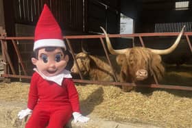 The family-run Colready Highlands Farm first opened its doors to the public in July 2023, originally as a six-week holiday highland cow experience, and it has since gone from strength to strength.