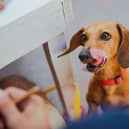 A leading vet is urging owners to think twice before sharing Christmas food, as just a few seasonal favourites can be highly toxic to pets.