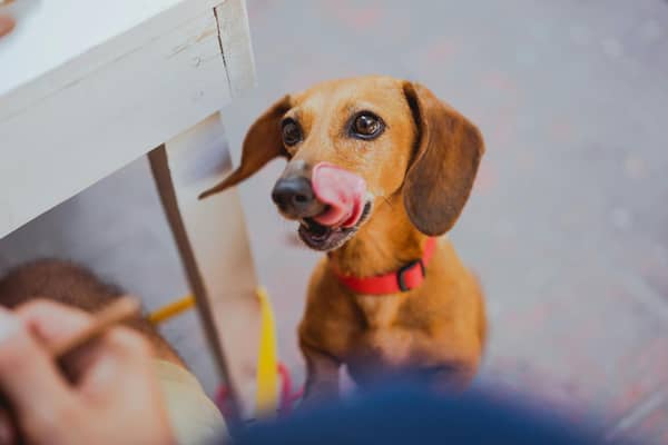 A leading vet is urging owners to think twice before sharing Christmas food, as just a few seasonal favourites can be highly toxic to pets.