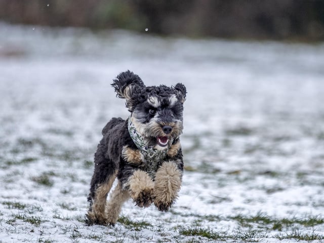 Teddy’s Dog Care, situated in Wootton, hosted a luxury Santa Paws Grotto experience for dogs on Saturday December 17, 2022.