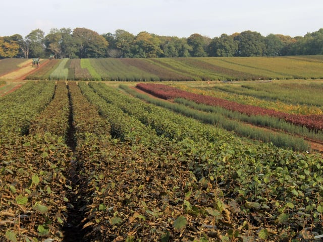 Thriving regional ornamental plant sector