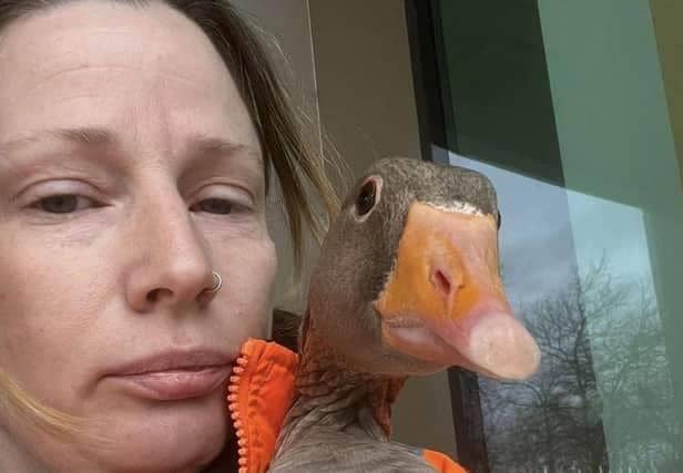 Bruce the Goose with wildlife rescuer Allie Short,  who rounded him up several times from the streets of Central Milton Keynes