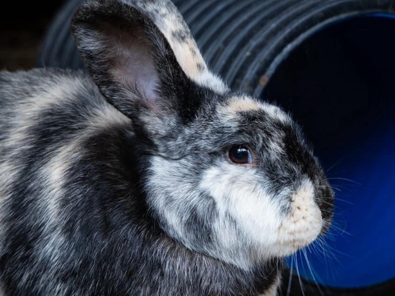Animals In Need currently has more than 30 bunnies needing homes