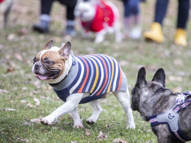 Nearly 100 French Bulldogs wore Christmas outfits for a festive walk at Hunsbury Hill Country Park on Sunday (December 17).