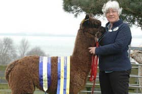 Shirley and her prize winning alpaca