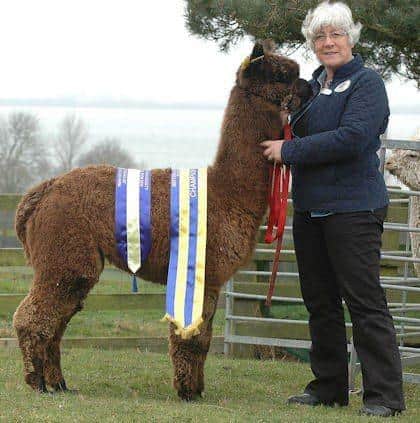Shirley and her prize winning alpaca