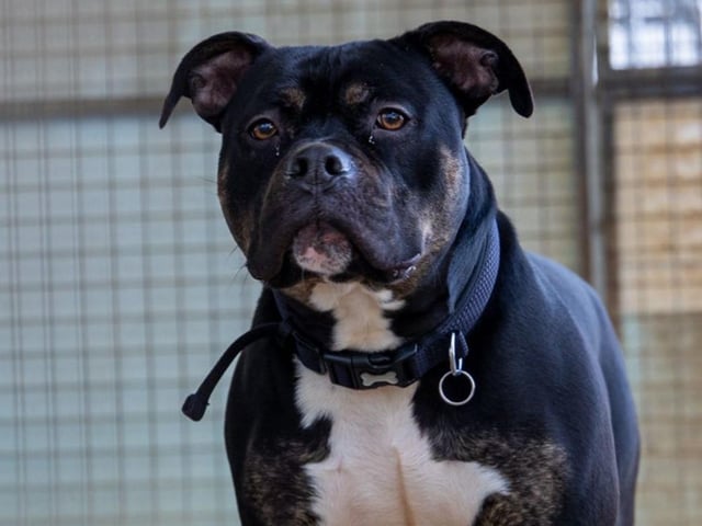 One of the dogs at Animals In Need
