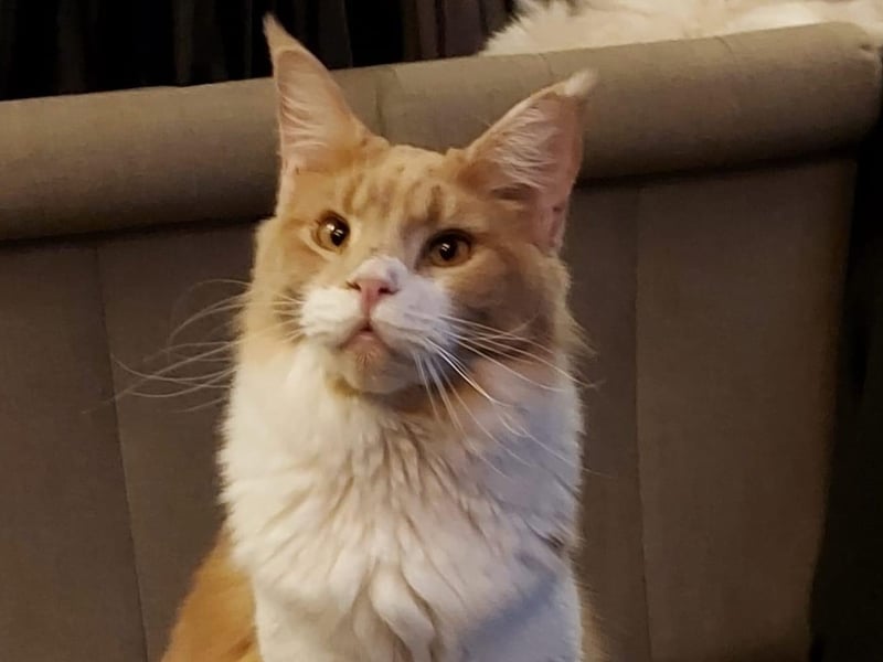 Tilly pictured.