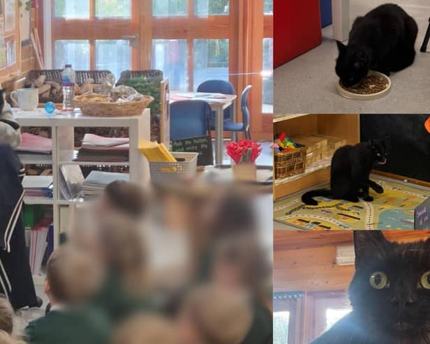 Rocket the cat wandered into a classroom at Harlestone Primary School on Monday October 6.