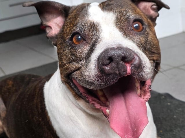Ziggy is a gorgeous 10-and-a-half-year-old SBT girl. Ziggy has a hare lip and does seem to have some sort of neurological condition, which makes her back legs quite wobbly. This girl is super sweet, with just the right amount of stubborn. She loves being out on the grass and watching the world go by.