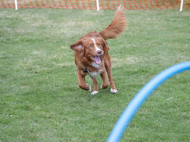 The flyball team hosted a fun dog show at Sixfields Stadium on Sunday September 29 to celebrate its milestone anniversary.