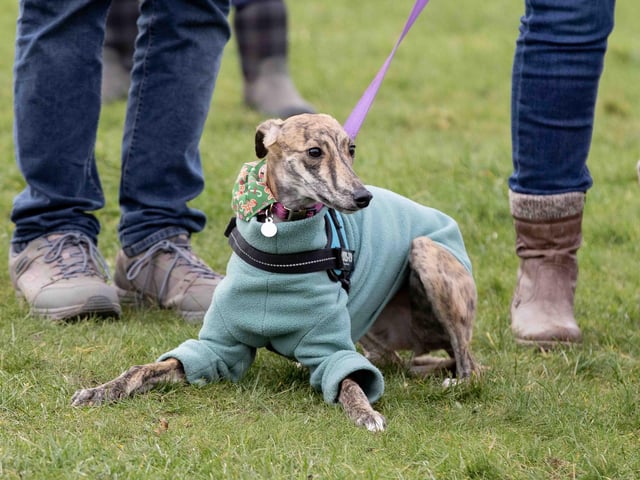 The popular event saw more than 100 dogs walked around Bradlaugh Fields in Northampton on Sunday (December 22).