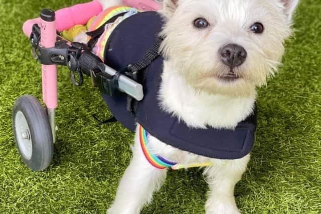 One-year-old Highland Westie Terrier, Pumpkin.