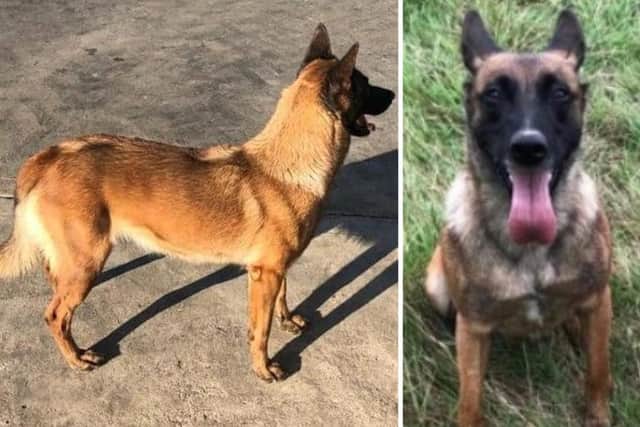 Police have made an urgent appeal for the return of Karma, who was stolen from a village near Towcester earlier this week