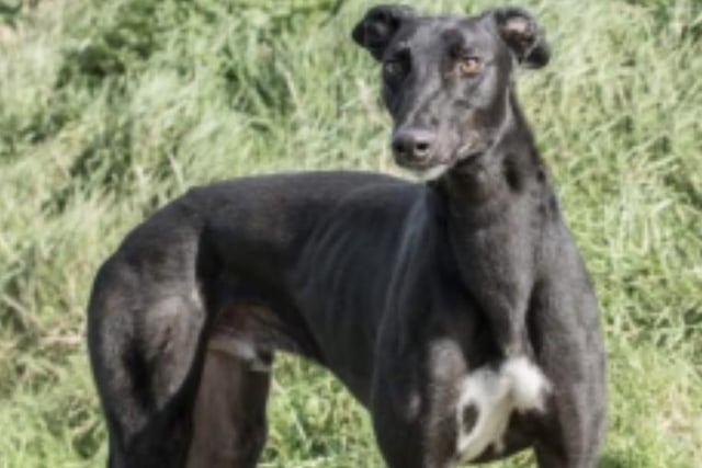 Annie said: "Hero is a beautiful, friendly and giddy five year old retired racing greyhound who would love a home with a loving family and a comfortable sofa."