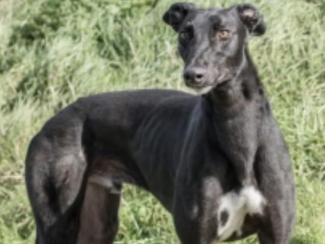 Annie said: "Hero is a beautiful, friendly and giddy five year old retired racing greyhound who would love a home with a loving family and a comfortable sofa."
