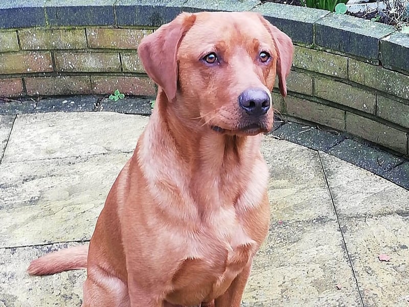 Alfie pictured.