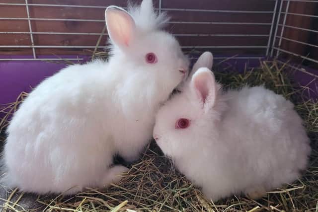 Two babies - part of a group of rabbits dumped at Delapre Abbey in Northampton