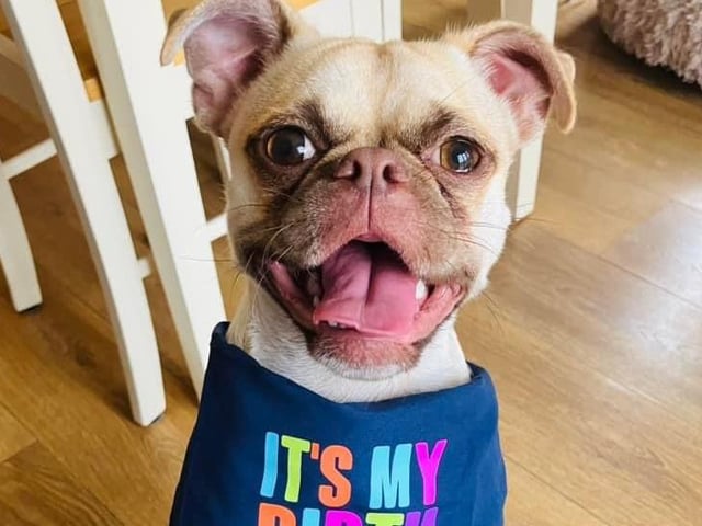A dog pictured.