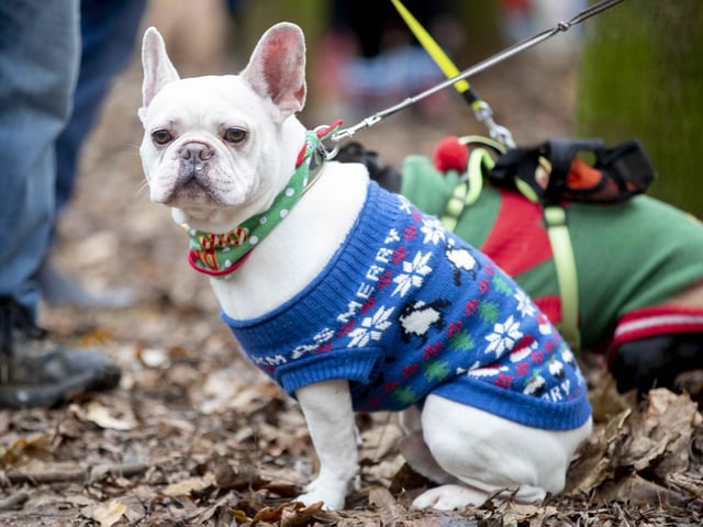 Nearly 100 French Bulldogs wore Christmas outfits for a festive walk at Hunsbury Hill Country Park on Sunday (December 17).