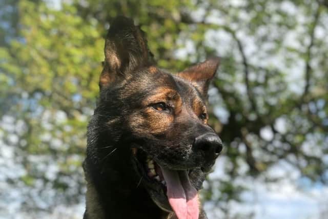PD Olly has been working hard again.