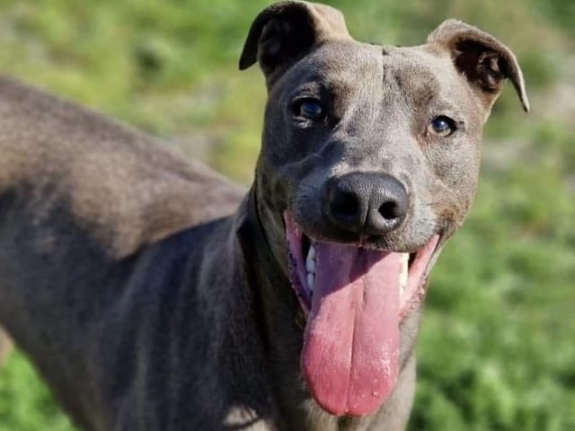Blue is a large handsome one year old Lurcher lad, he can be shy at first but soon comes around when he knows he is safe with you. He pulls as you first start a walk but soon settles and walks nicely. An active family with no smaller furries for this boy, please.