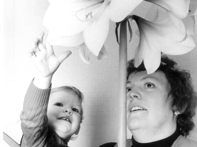 Jennifer Kennedy, daughter Laura, and an amaryllis plant 1983