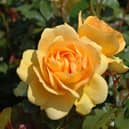 Peter Beales are a renowned breeder of classic and modern roses in the UK