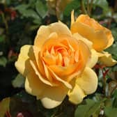Peter Beales are a renowned breeder of classic and modern roses in the UK