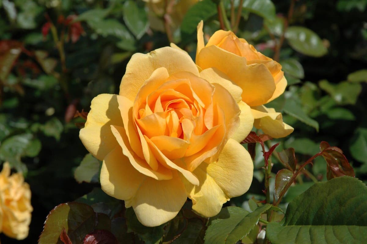 Beales Roses Rose-growing Q&A with Peter Beales Roses