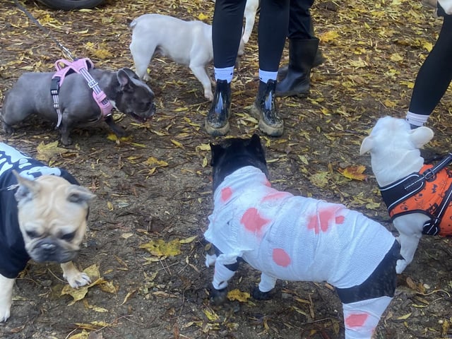 Around 50 French Bulldogs dressed up in Halloween outfits for a walk around Hunsbury Country Park over the weekend.