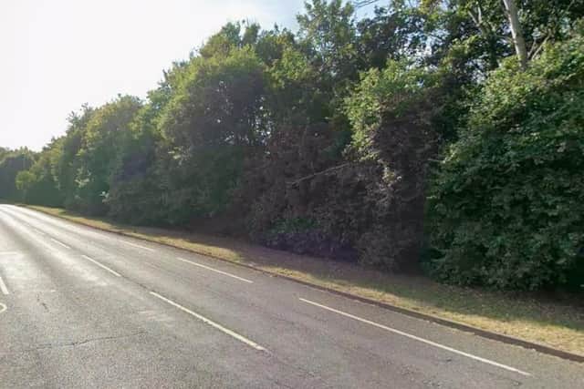 Here's what the row of trees looked like before they were cut down