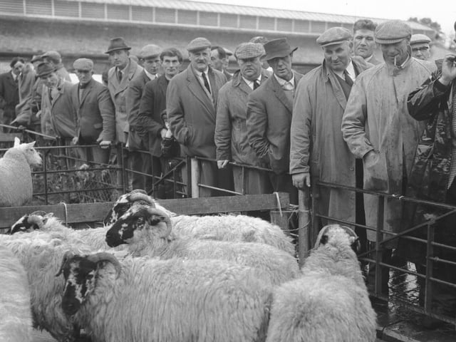 Looking Back Old glass negs October 28, 1967 Northampton cattle market