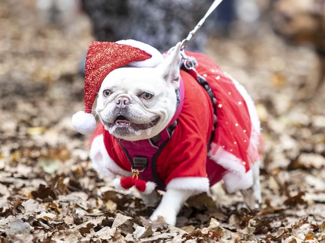 Nearly 100 French Bulldogs wore Christmas outfits for a festive walk at Hunsbury Hill Country Park on Sunday (December 17).
