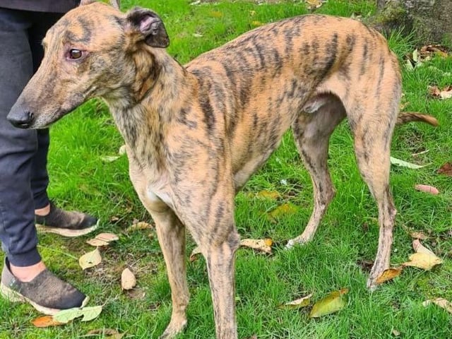 Romeo is a handsome and gentle 3-year-old brindle ex-racing Greyhound. He gets along well with other dogs but is not suited to homes with small pets.