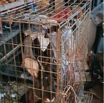 Rabbits found in Cromwell Road, Rushden