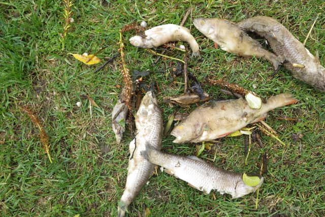 More than 5,000 dead fish were found.